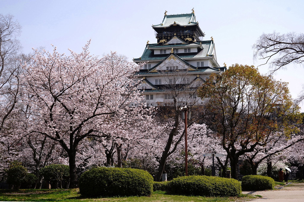 大阪城西の丸庭園の満開の桜風景です。