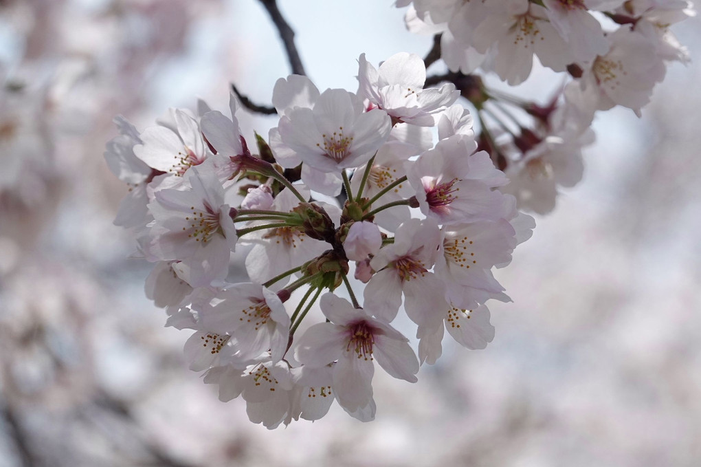 大阪城西の丸庭園の満開の桜風景です。