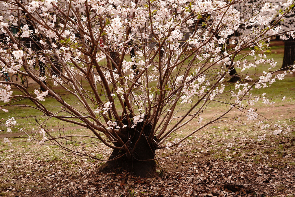 大阪府堺市の「浜寺公園の桜」も満開です。