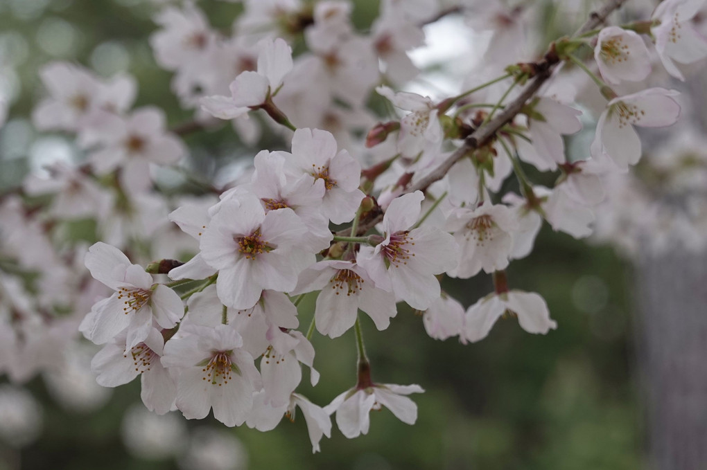 大阪府堺市の「浜寺公園の桜」も満開です。