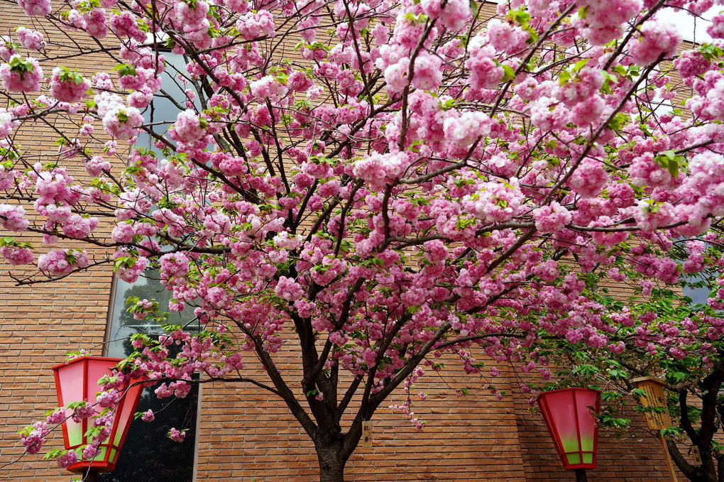令和4年「造幣局、桜の通り抜け」に行ってきました。