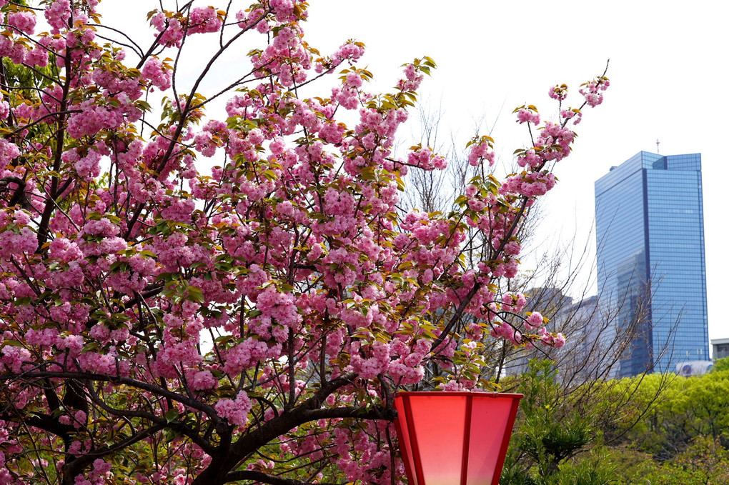 令和4年「造幣局、桜の通り抜け」に行ってきました。