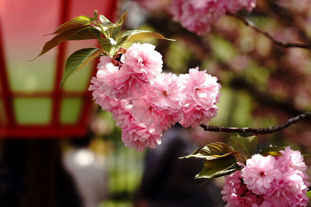 令和4年「造幣局、桜の通り抜け」に行ってきました。