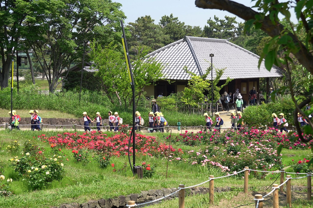 大阪府堺市の「浜寺公園のばら庭園」です。