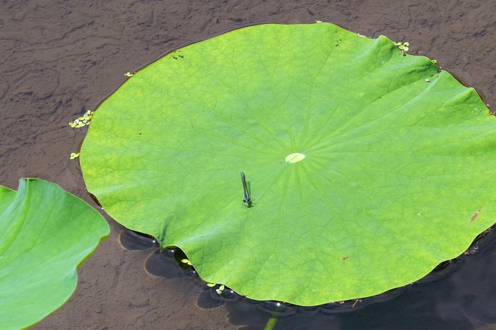 京都府立植物園にて