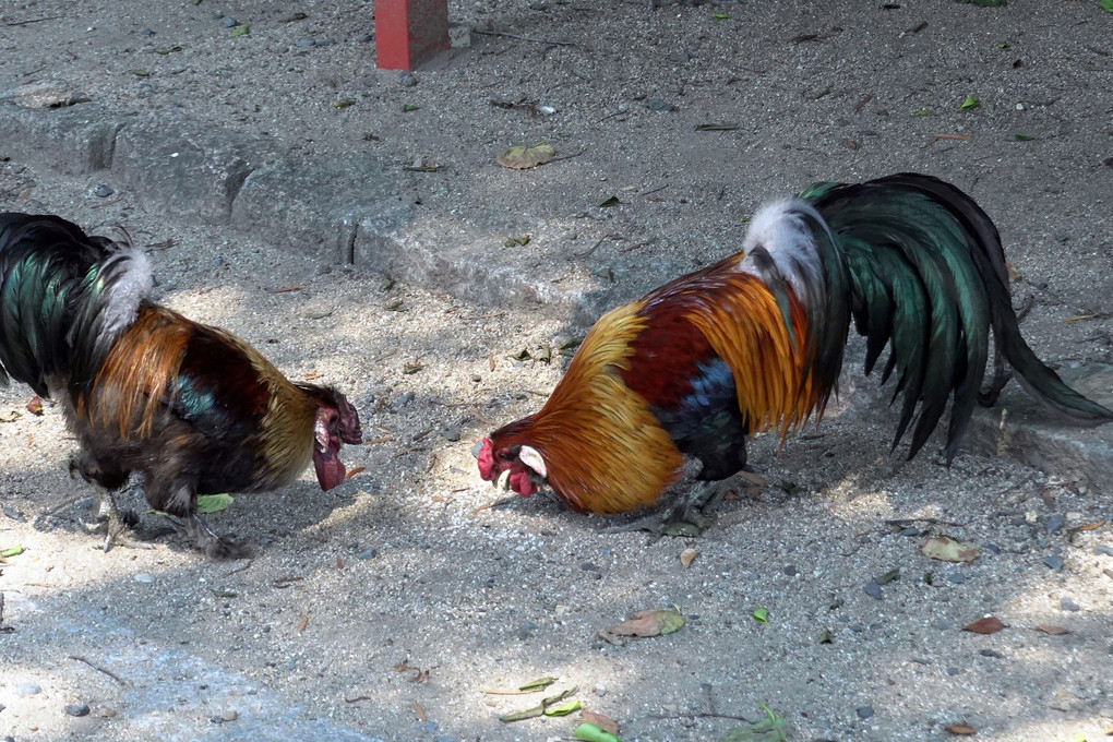 助松神社の神鶏(東天紅鶏と小国鶏です)