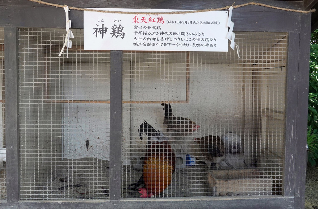 助松神社の神鶏(東天紅鶏と小国鶏です)