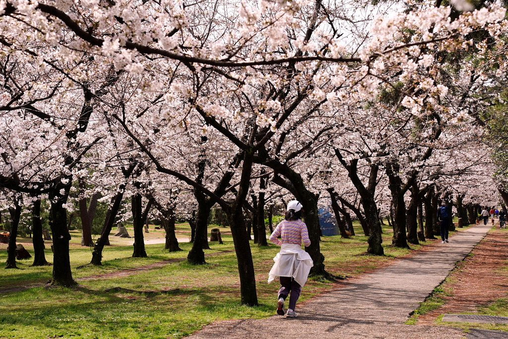 大阪府堺市の浜寺公園の満開の桜風景です。