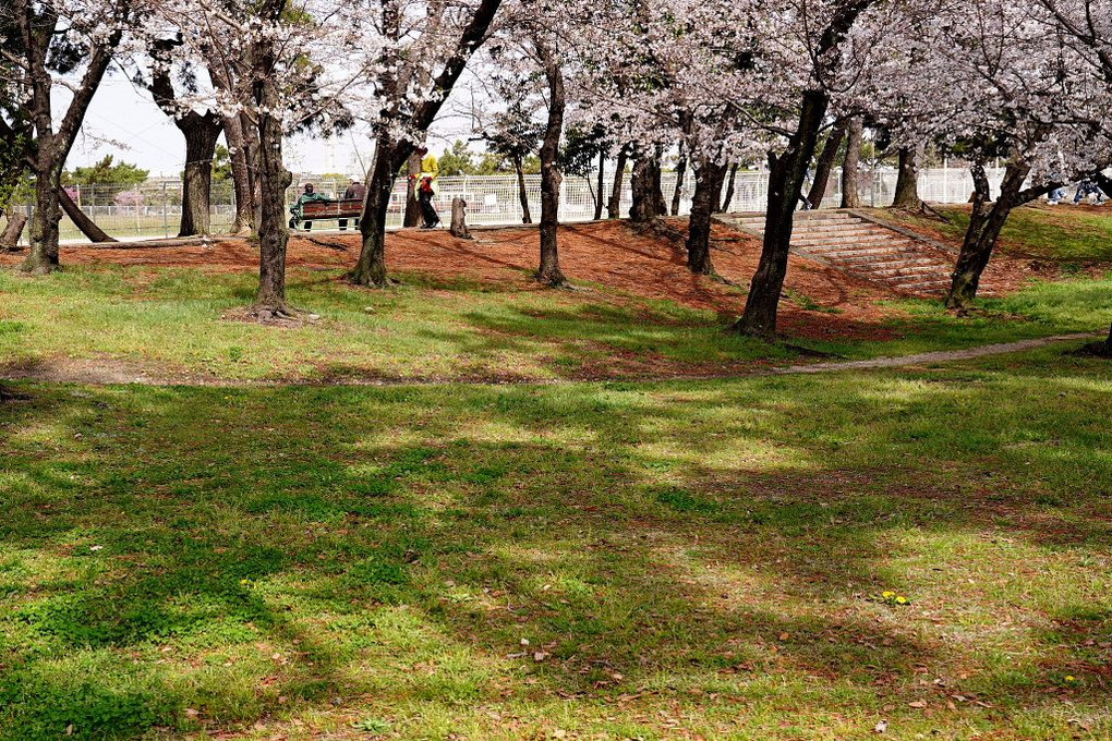大阪府堺市の浜寺公園の満開の桜風景です。
