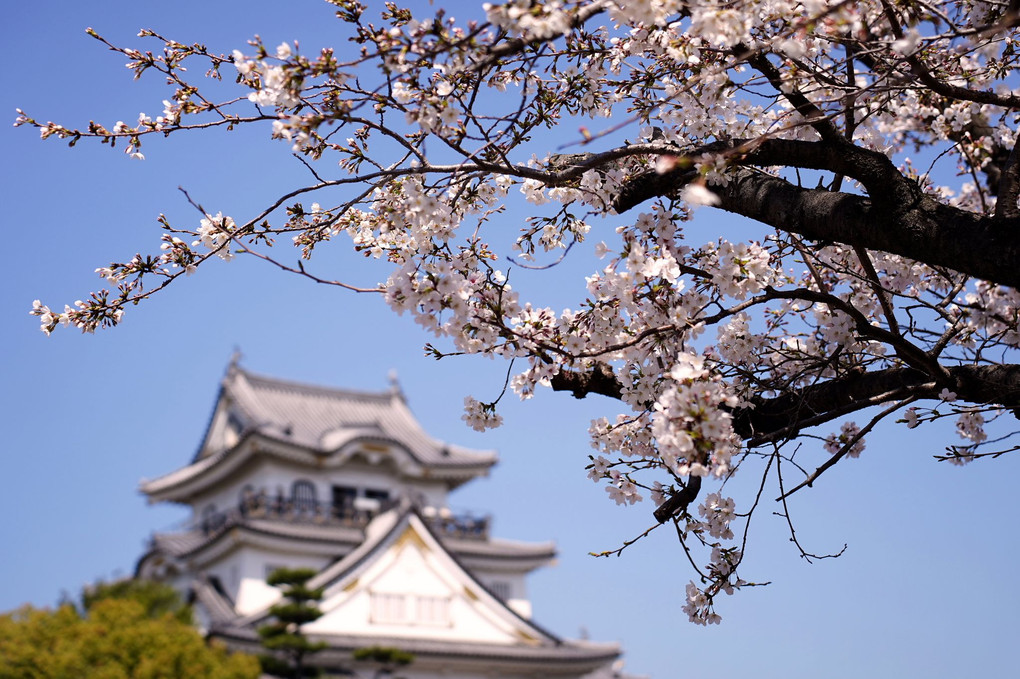 大阪府「岸和田城」の桜風景です。