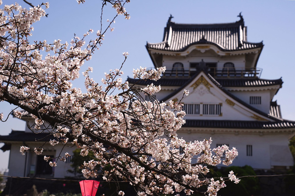 大阪府「岸和田城」の桜風景です。