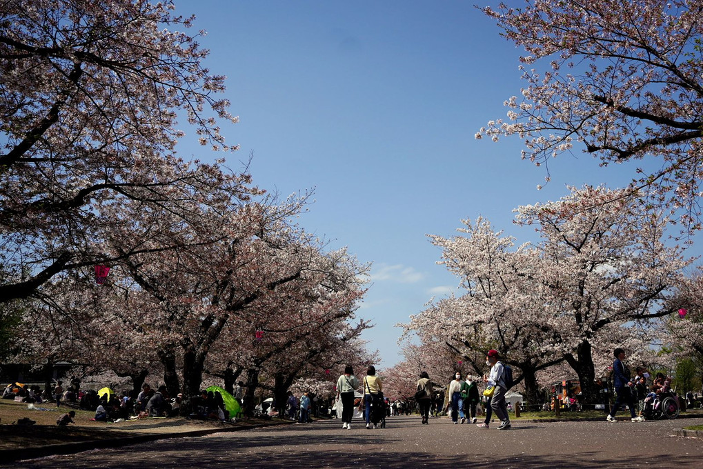 春の「万博記念公園」を散策