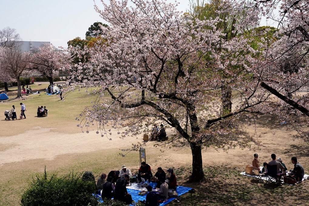 春の「万博記念公園」を散策