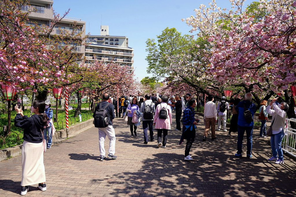 「(令和5年)造幣局桜の通り抜け」に行って来ました。