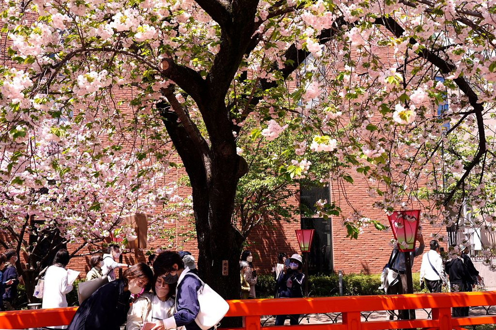 「(令和5年)造幣局桜の通り抜け」に行って来ました。