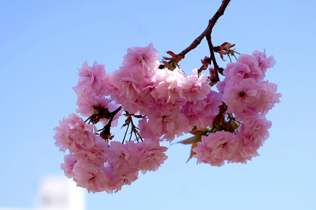 「(令和5年)造幣局桜の通り抜け」に行って来ました。