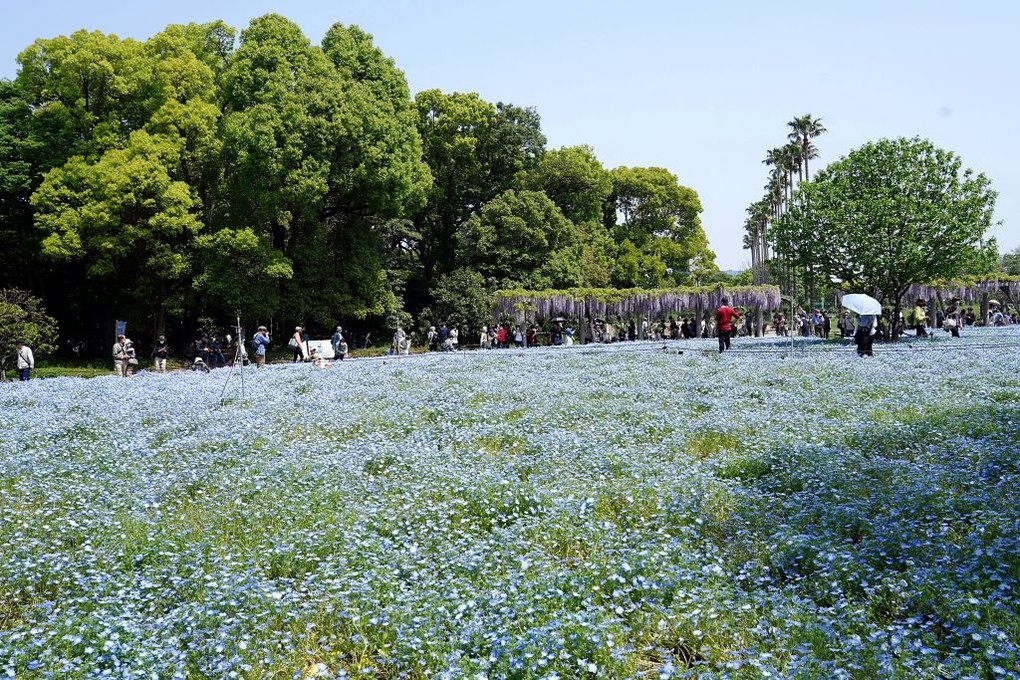 大阪・長居植物園のネモフィラとフジの花です