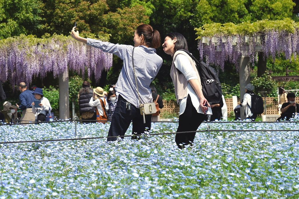 大阪・長居植物園のネモフィラとフジの花です
