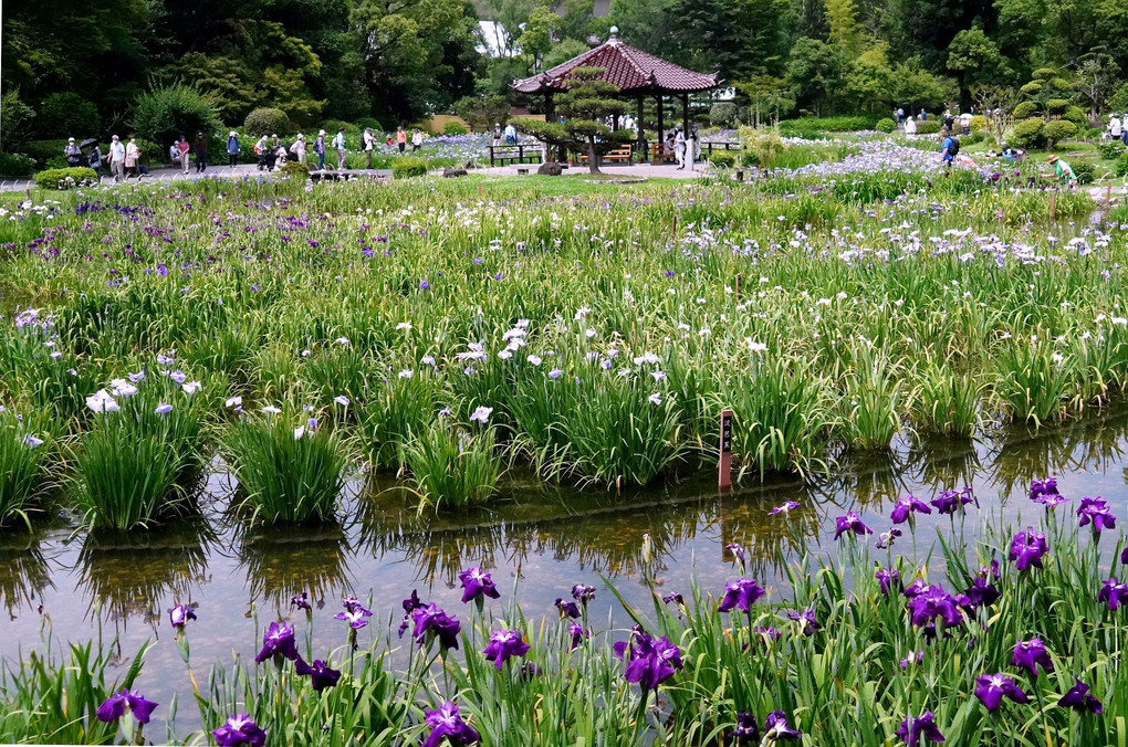 大阪市・城北菖蒲園です。