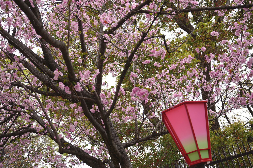 桜風景① 令和6年「造幣局桜の通り抜け」です。