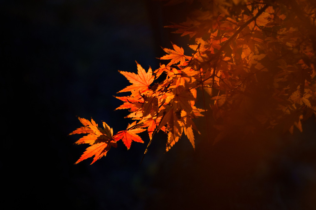 秋の夕日