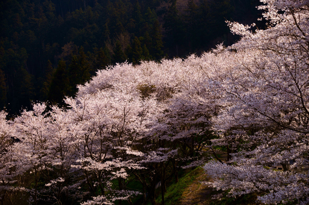 春風と光と桜