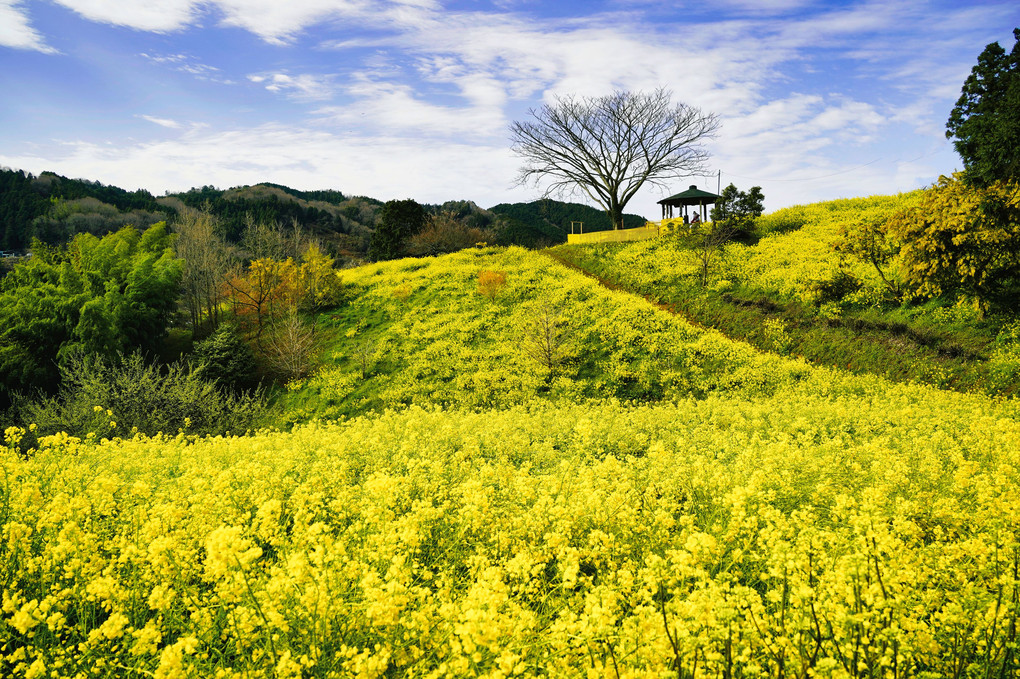 黄色の丘