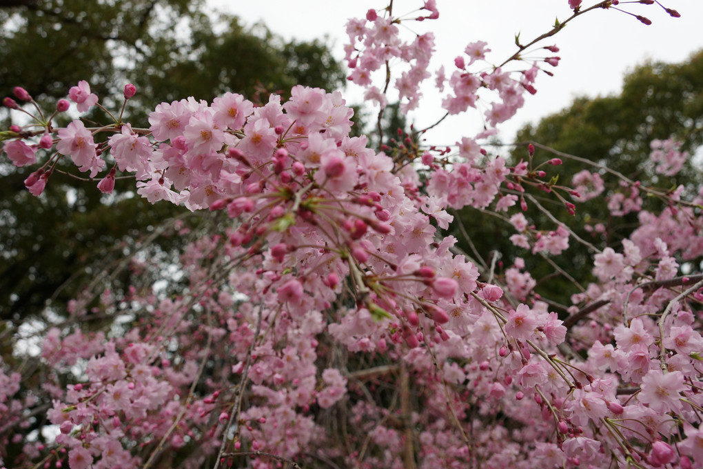 和歌山城桜
