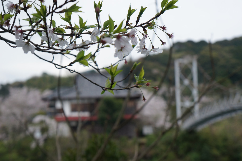 桜の向こうはつり橋