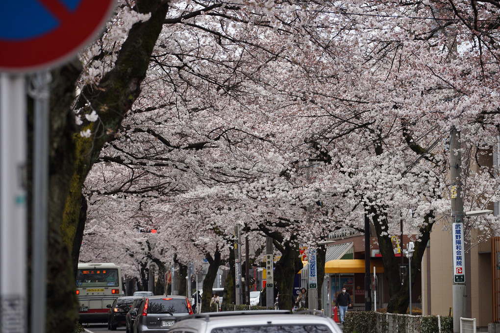 武蔵野市の桜トンネル