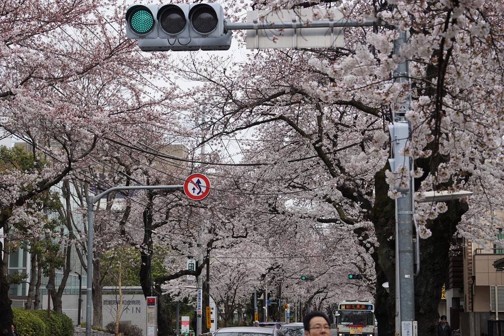 武蔵野市の桜トンネル