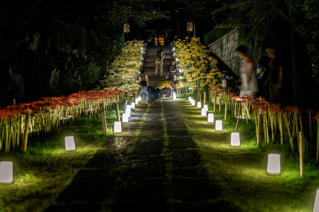 新羽・西方寺　トリコロール彼岸花