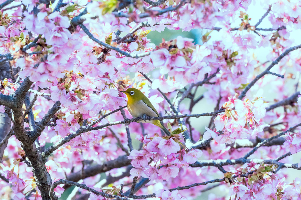 第24回まつだ桜まつり