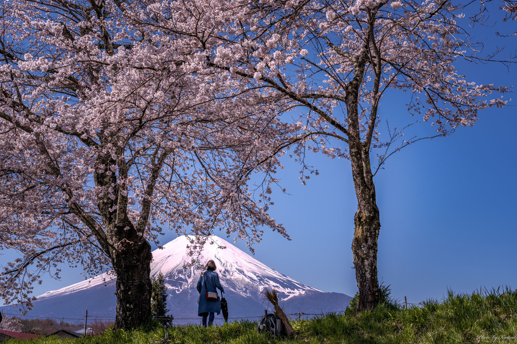 忍野の春