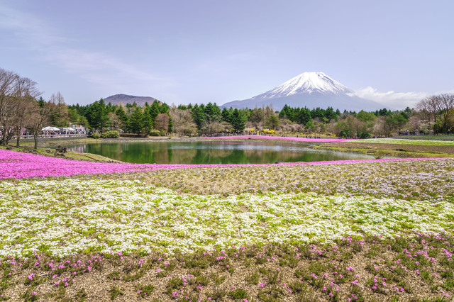 富士芝桜まつり2017