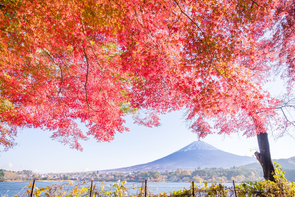 2017富士河口湖紅葉まつり