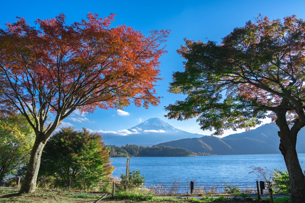 富士河口湖紅葉まつり2019