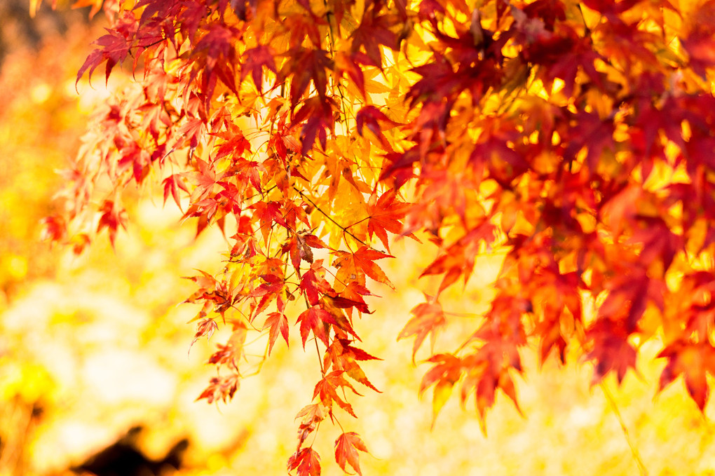 富士河口湖紅葉まつり