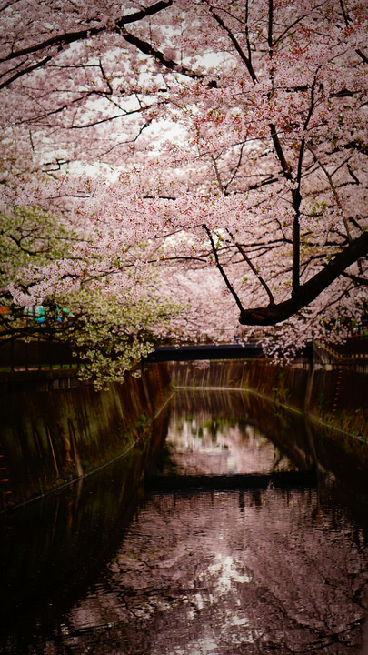 Tokyo snapshot　－仙川沿いの桜－