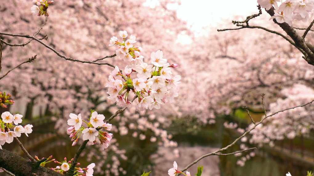 Tokyo snapshot－仙川沿いの桜－