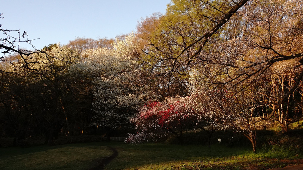 Tokyo snapshot -きぬたの桜-