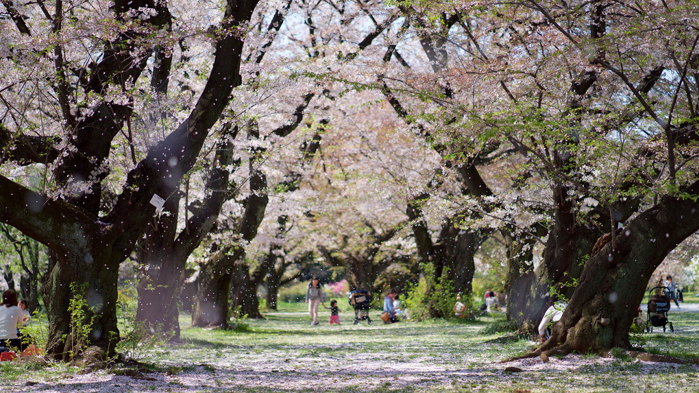 桜の舞う園（小石川植物園）