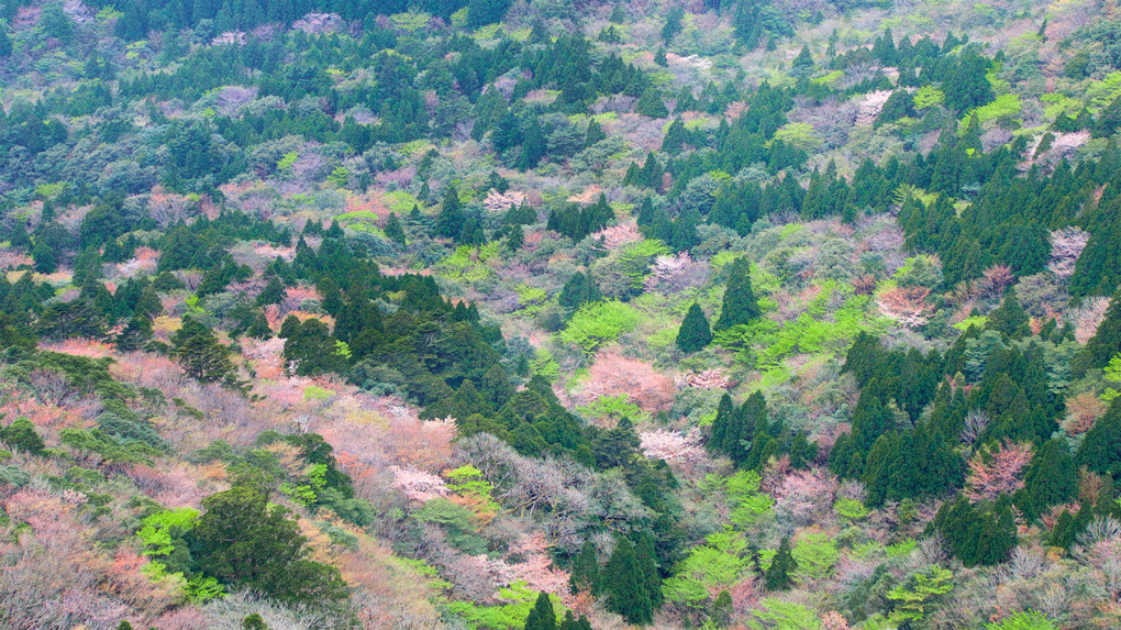 屋久島の山桜（白谷雲水峡、太鼓岩より）