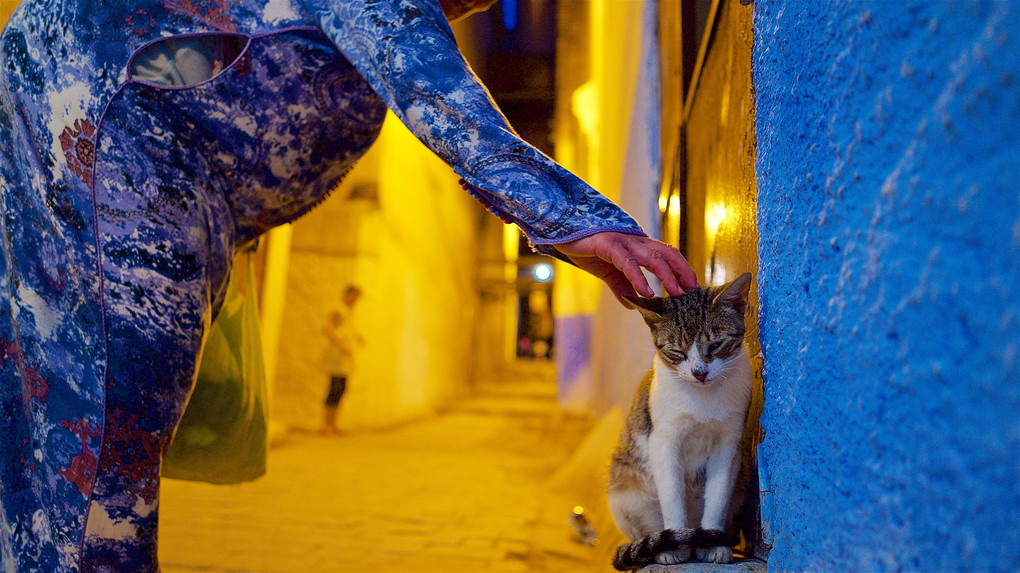 モロッコでネコ歩き７
