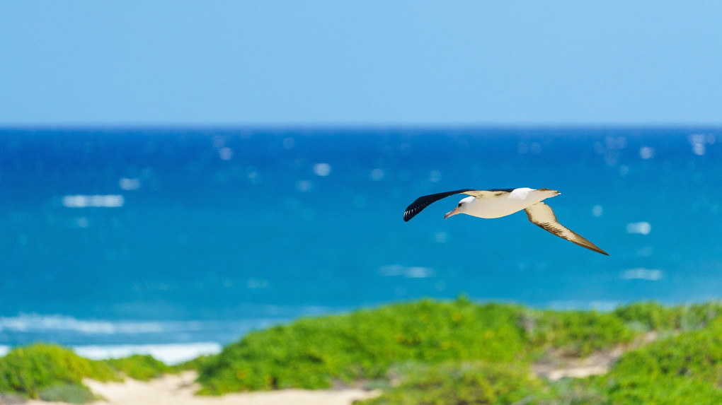 アホウドリの飛翔（カエナ・ポイント州立公園、オアフ島、ハワイ）