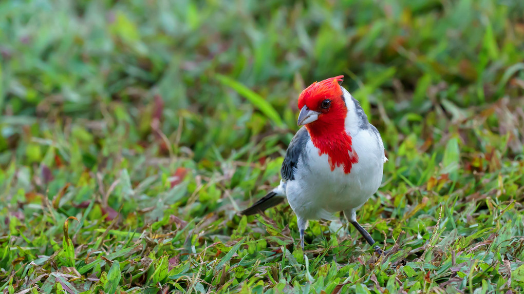 紅冠鳥（マウイ島、ハワイ）
