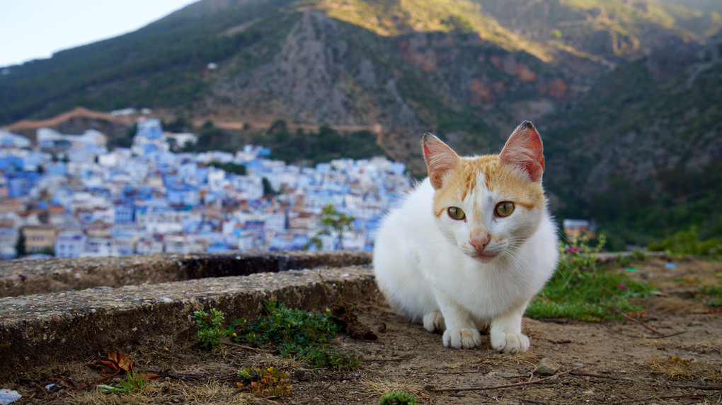 モロッコでネコ歩き３