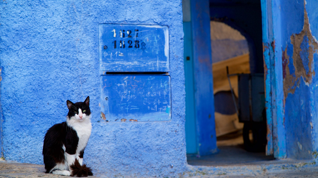 モロッコでネコ歩き４