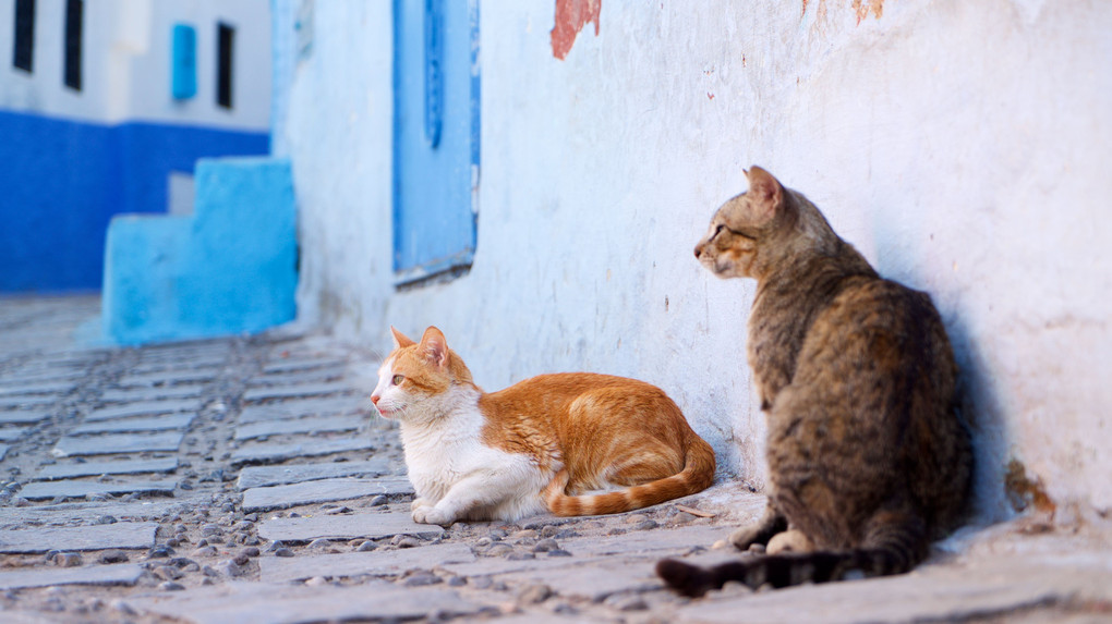 モロッコでネコ歩き５