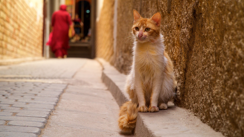 モロッコでネコ歩き６